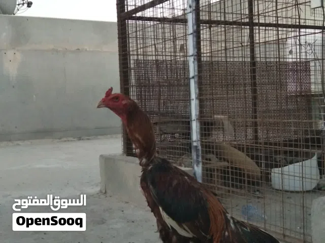 للبيع طير تركي مكس تايلندي