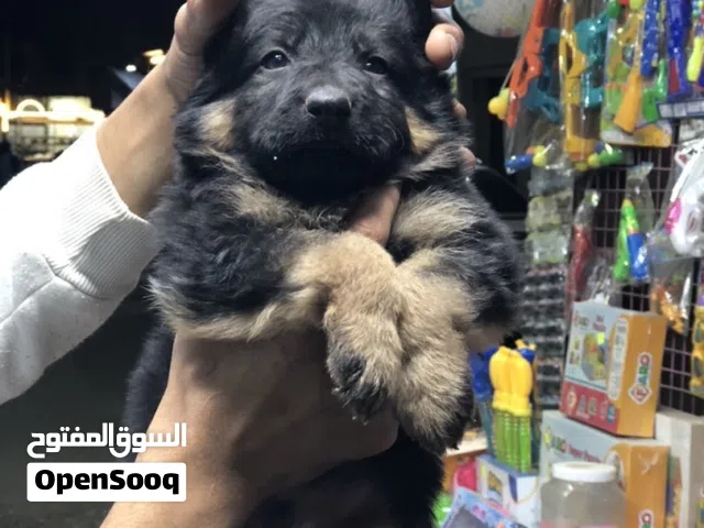 جراوي جيرمن شيبرد اكسترا لونج هير
