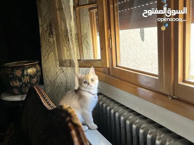 للبيع ذكر سكوتش ستريت Ny12 اهالي مستوردة العمر 8 اشهر