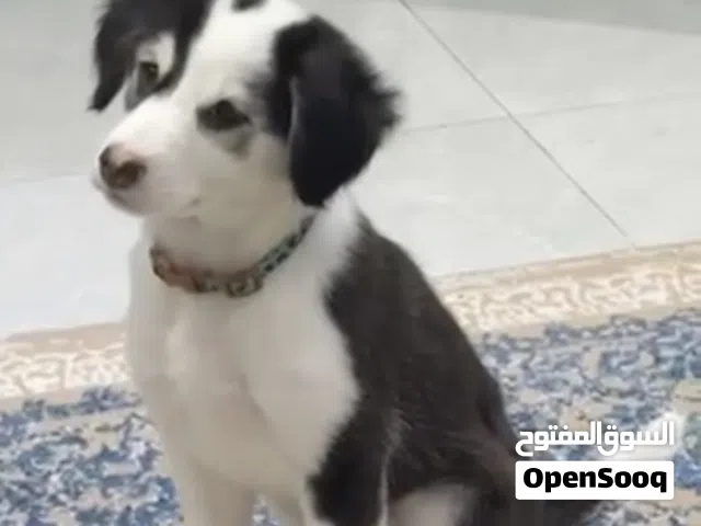 مكس هاسكي  3 اشهر / انثى
