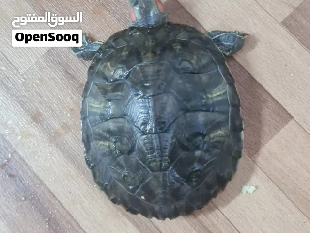 red eared turle for sale