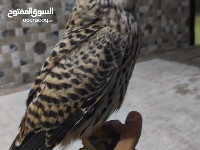 للبيع شرياص ذكر حجمه جامبو