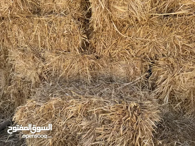 قصيبه للبيع