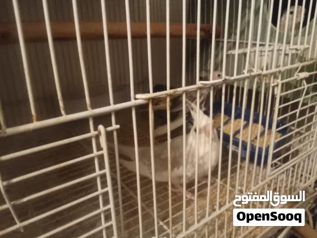 جواز كوكتيل كريمي فيس للبيع وفرخين قرين شيك زق يدوي الاسعار بالتفاصيل