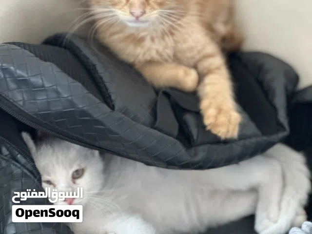 Male baby Turkish angora cats available for adoption