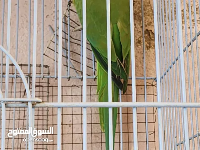 أنثى درة جاهزة للإنتاج