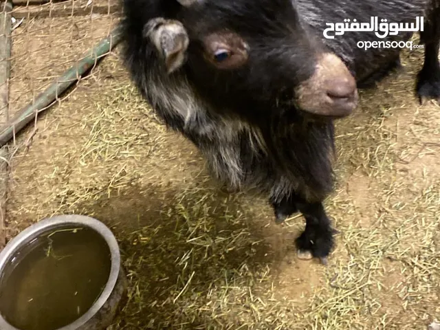 للبيع تيس چيكي قزم