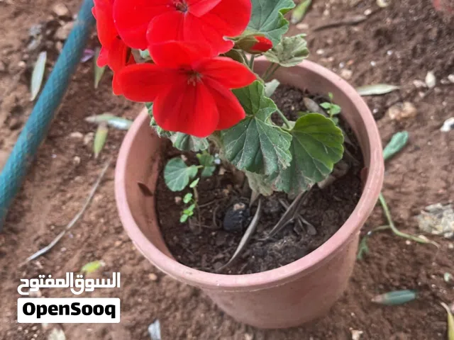 نباتات خارجية مزهرة وجميلة للزينة بنصف دينار فقط للشتلة الواحدة نباتات نباتات عمان بالقرب من سحاب