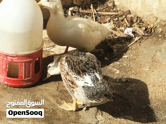بطات عدد 2 للبيع