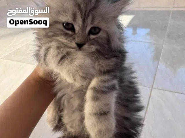 شانشيلا بتجنن لعوبه ونظيفه