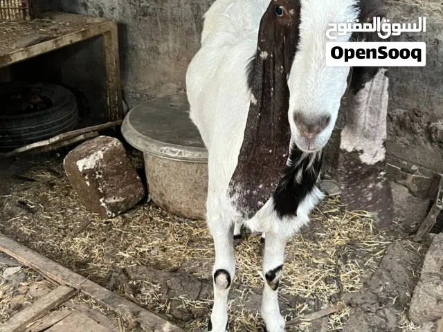 عشاق نوادر  هاي صخلة حاطة باقيلها ايام تولد شكاية توم الوصف مهم