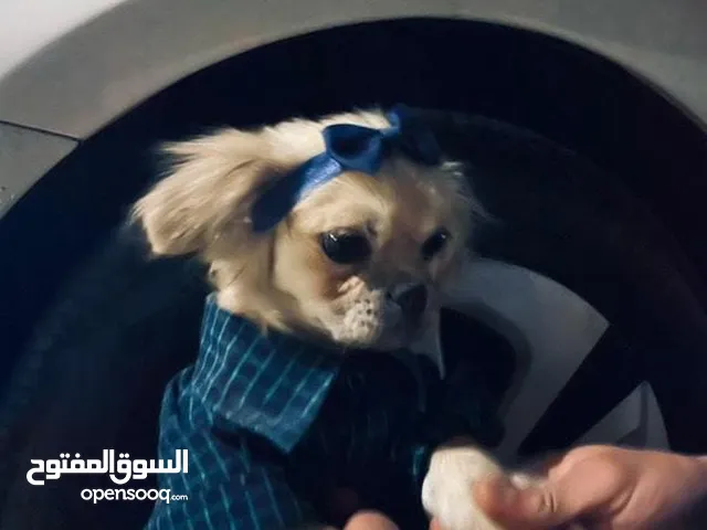 كلبه بكنيز