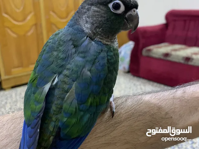 زوج كنيور وتك التفاصيل