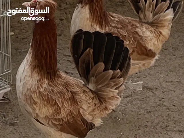 بيض بط مصري و دجاج عربي قديم مستويات