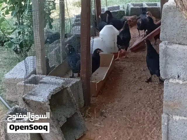 دجآج عربيـے عتآتيـےگ