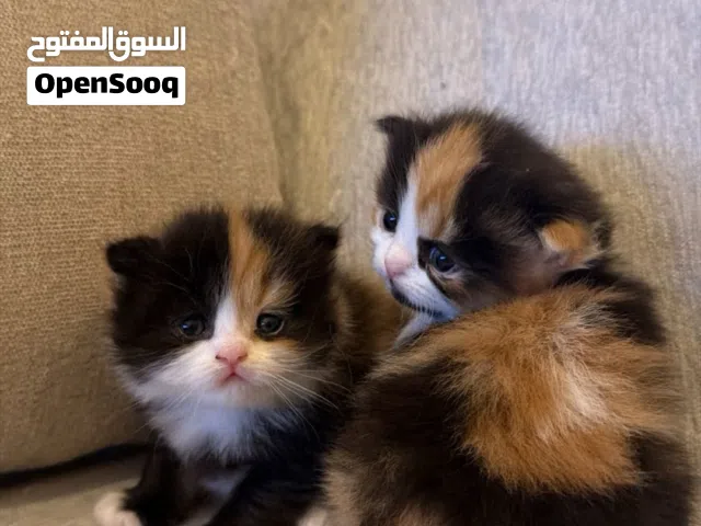 قطتين أنثى