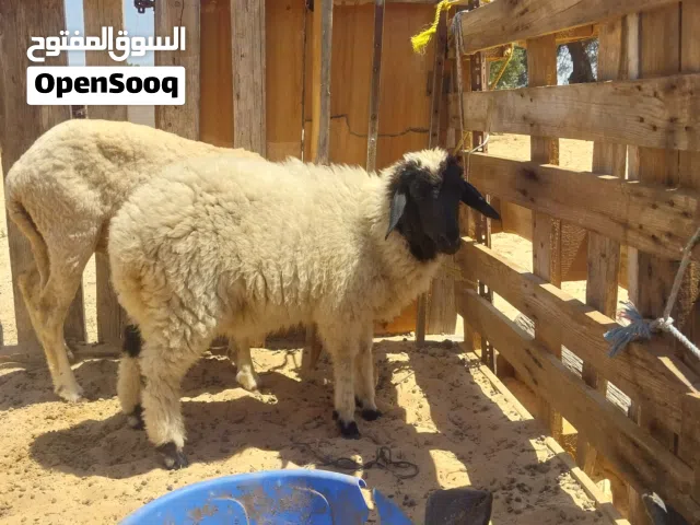 فطيمه للبيع 850