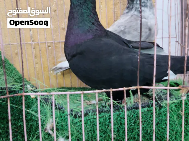 جواز حمام للبيع