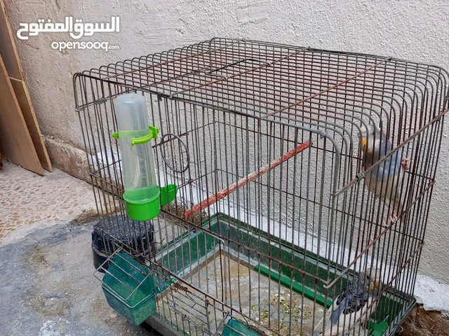 طيور حب وجنة للبيع