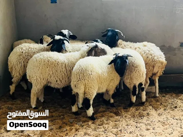 براكيس للعيد