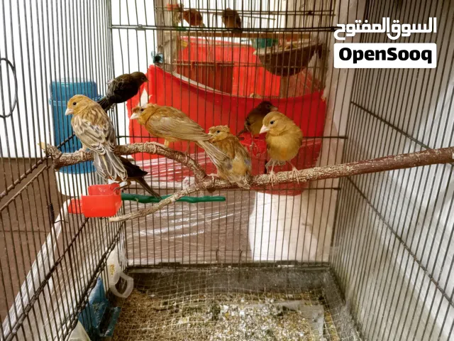 7 مخاليف كرزي ومخملي