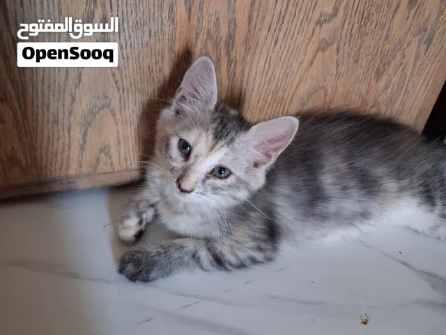 3 قطط صغيرة
