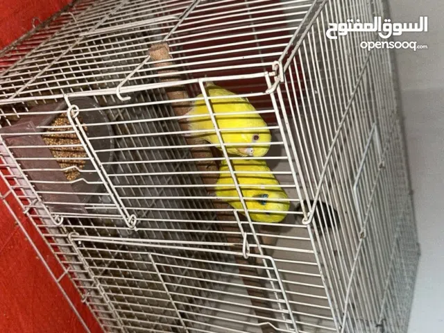 تواصل وتساب فقط