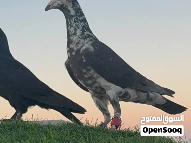 كشميري قلم طير حمام حرقققق