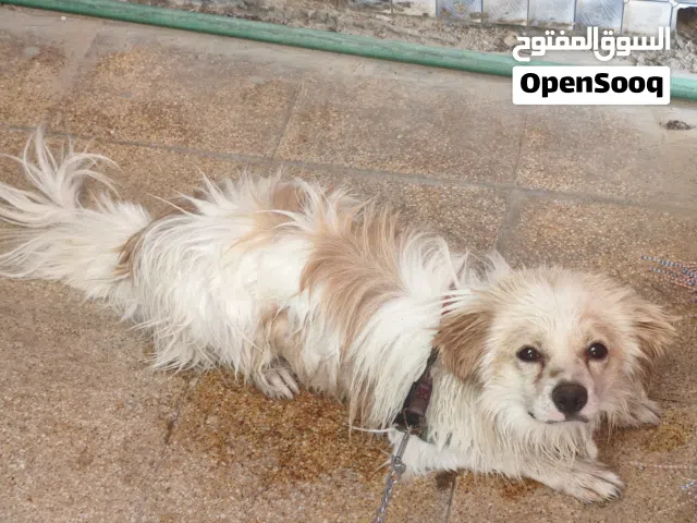 كلب للبيع قيم واخذه