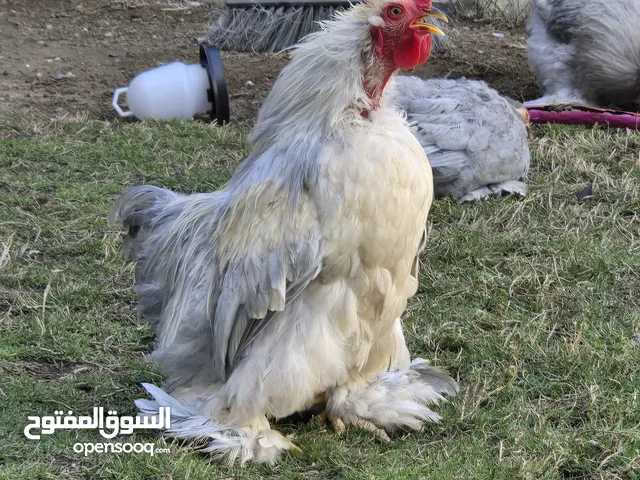 للبيع ديوك كوشن وفروخ كوشن مستويات حلوة beautiful chicken for sale different ages