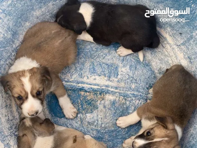 كلاب مهجنه للبيع ذكور وإناث