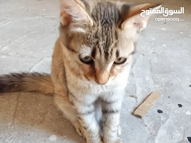 قطة جميلة ورائعة تحب اللعب