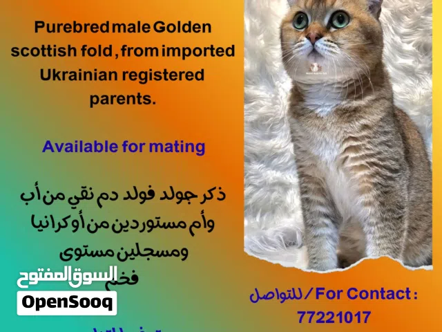 فندق مسقط للقطط... ذكور للتزاوج .. فندقة للقطط... قطط للبيع صغيرة وكبيرة ...