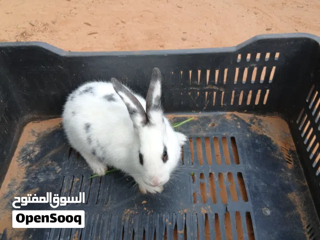 السلام عليكم ارانب للبيع العمر 3شهور نضاف ربي يبارك