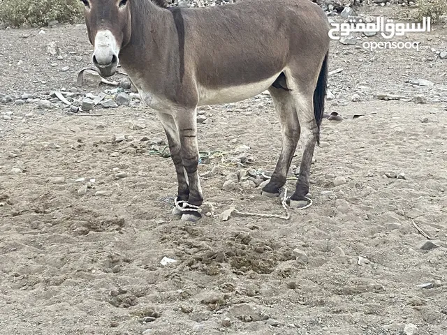 حمار للبيع هادي ومشاي مطلوبله 45