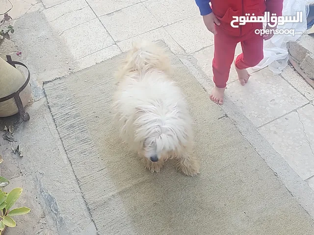 كلب منزلي زينة من افضل انواع الكلاب المنزلية