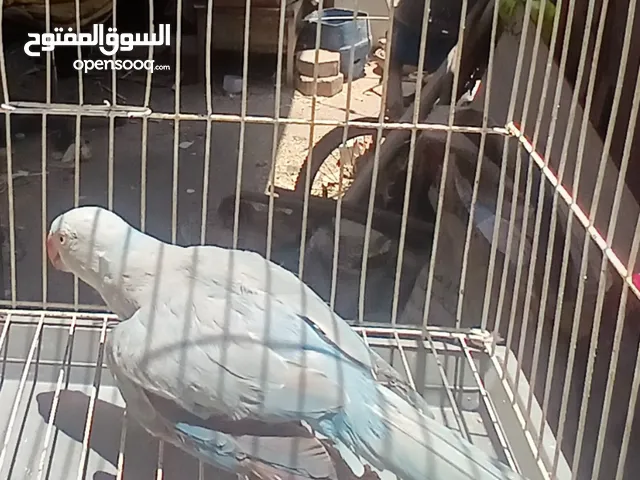 ببغاء دره هندى نتايه شغاله