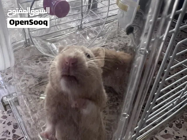 همستر هماستر hamester