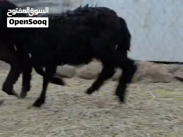 للبيع كبشان حلوات ماشاءالله تبارك الرحمان