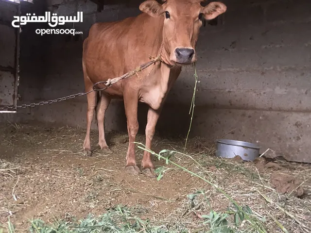 عجله عمانيه سمينا ماشالله