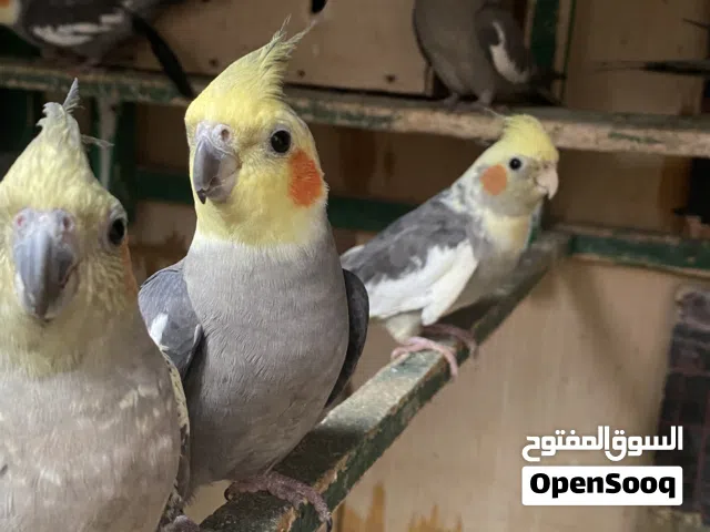 كوكتيل حبشي وبقري بيع شلعه وحده