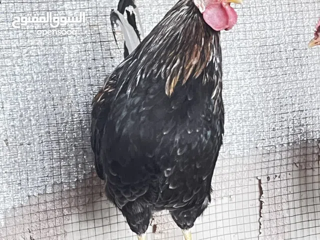 للبيع دجاج ماكنتوش