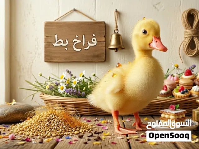 جمال البط الصغير كيوت