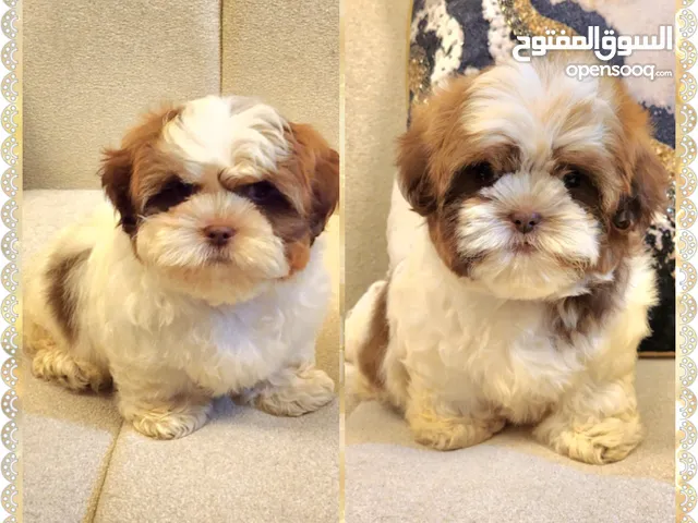 50 Days, Red nosed Pure Shihtzu puppies