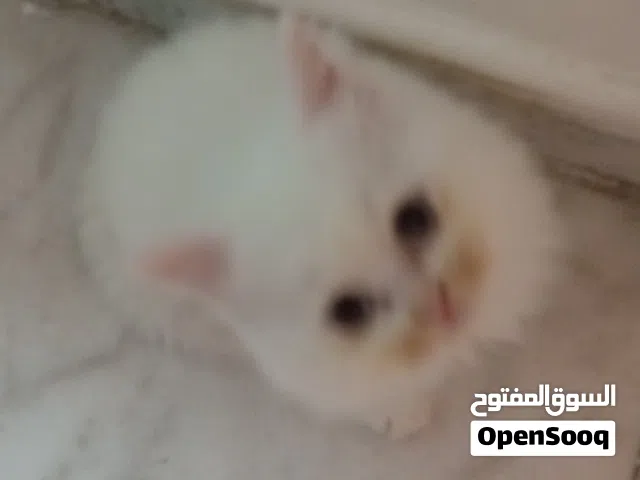 قطط kitten للبيع