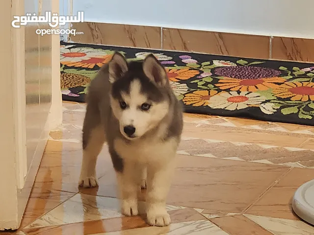 كلب هاسكي سايبيري بيور