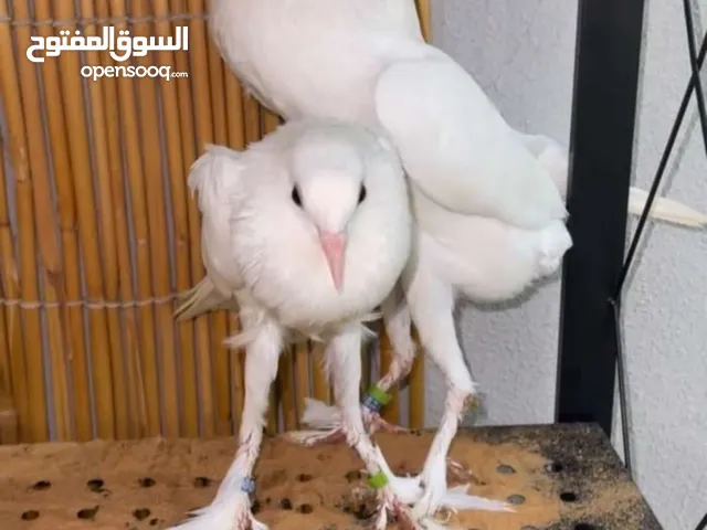 زوج نفاخ قلم أوروبي