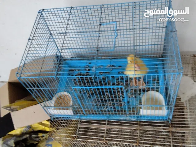 بطة أليفة مدربه جدا