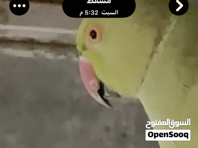 طيور الدره عدد 2 ذكور وفيشار واحد