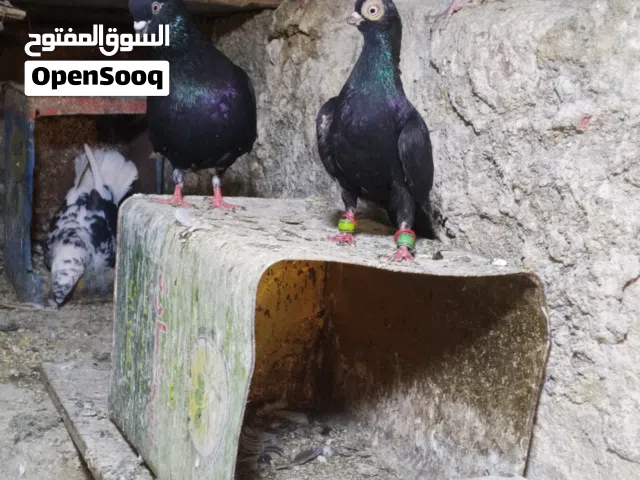 متاح فحل فنير الماني اسود سكان الرصيفه الجنوبي بسعر 25دينار